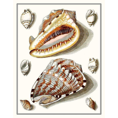 Collected Shells IV White Modern Wood Framed Art Print by Vision Studio