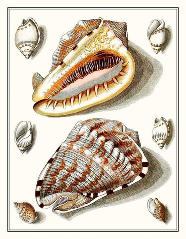 Collected Shells IV White Modern Wood Framed Art Print with Double Matting by Vision Studio