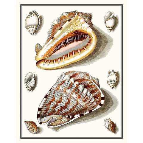 Collected Shells IV Gold Ornate Wood Framed Art Print with Double Matting by Vision Studio