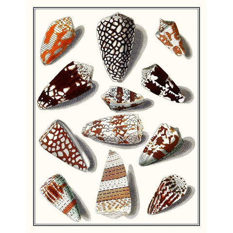 Collected Shells V White Modern Wood Framed Art Print by Vision Studio