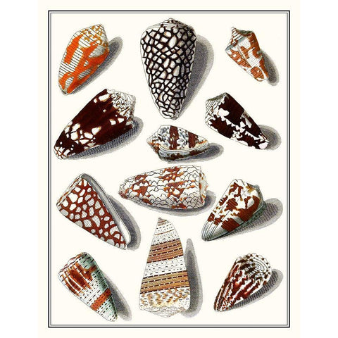 Collected Shells V Black Modern Wood Framed Art Print by Vision Studio