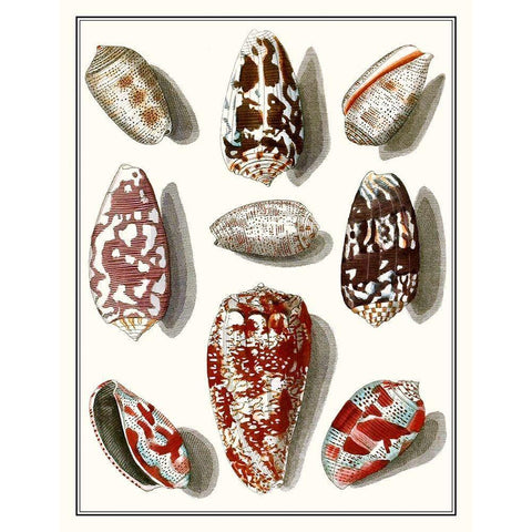 Collected Shells VI Black Modern Wood Framed Art Print with Double Matting by Vision Studio