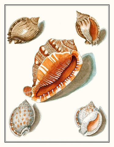 Collected Shells VII White Modern Wood Framed Art Print with Double Matting by Vision Studio