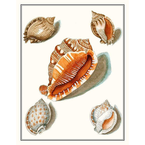 Collected Shells VII Gold Ornate Wood Framed Art Print with Double Matting by Vision Studio