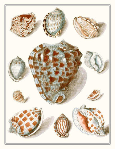 Collected Shells VIII Black Ornate Wood Framed Art Print with Double Matting by Vision Studio