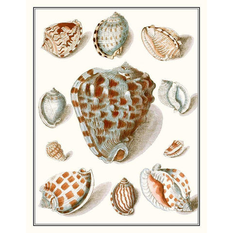 Collected Shells VIII White Modern Wood Framed Art Print by Vision Studio