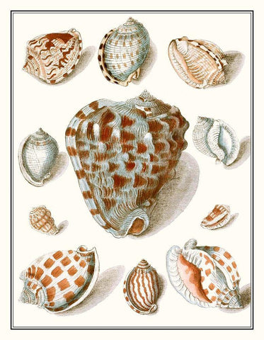 Collected Shells VIII White Modern Wood Framed Art Print with Double Matting by Vision Studio