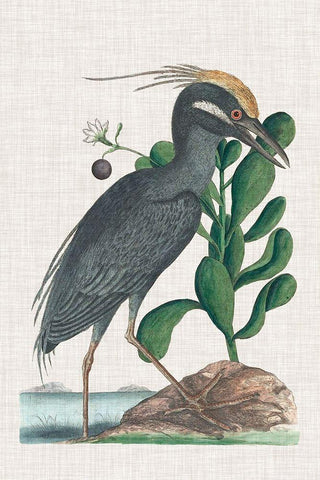 Catesby Heron I White Modern Wood Framed Art Print with Double Matting by Catesby, Mark
