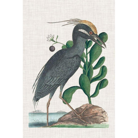 Catesby Heron I Black Modern Wood Framed Art Print with Double Matting by Catesby, Mark