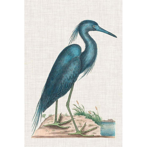 Catesby Heron II Gold Ornate Wood Framed Art Print with Double Matting by Catesby, Mark