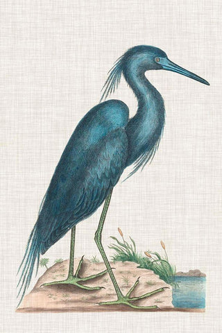 Catesby Heron II White Modern Wood Framed Art Print with Double Matting by Catesby, Mark