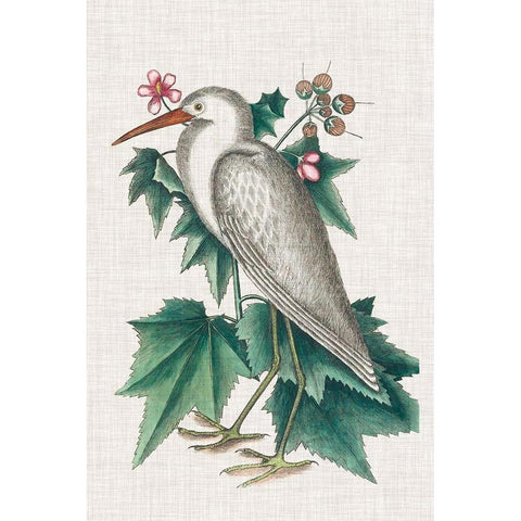 Catesby Heron III Black Modern Wood Framed Art Print with Double Matting by Catesby, Mark