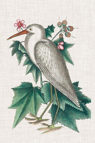 Catesby Heron III White Modern Wood Framed Art Print with Double Matting by Catesby, Mark