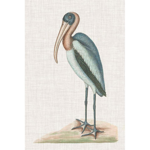 Catesby Heron IV Black Modern Wood Framed Art Print with Double Matting by Catesby, Mark