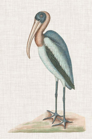 Catesby Heron IV White Modern Wood Framed Art Print with Double Matting by Catesby, Mark