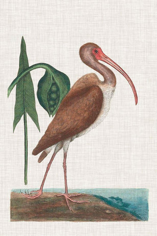 Catesby Heron V White Modern Wood Framed Art Print with Double Matting by Catesby, Mark