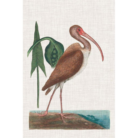 Catesby Heron V White Modern Wood Framed Art Print by Catesby, Mark