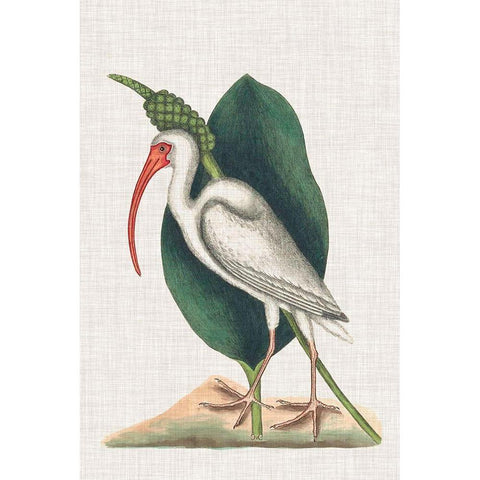 Catesby Heron VI Black Modern Wood Framed Art Print with Double Matting by Catesby, Mark