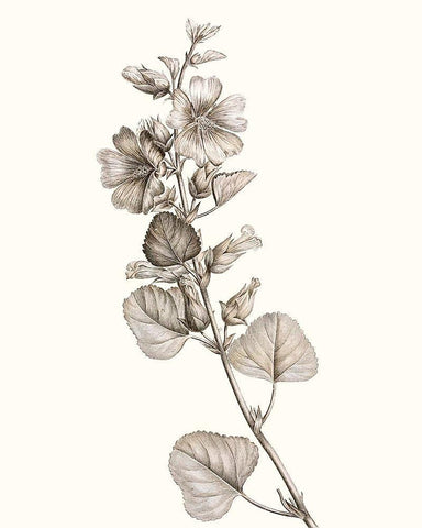 Neutral Botanical Study I White Modern Wood Framed Art Print with Double Matting by Vision Studio