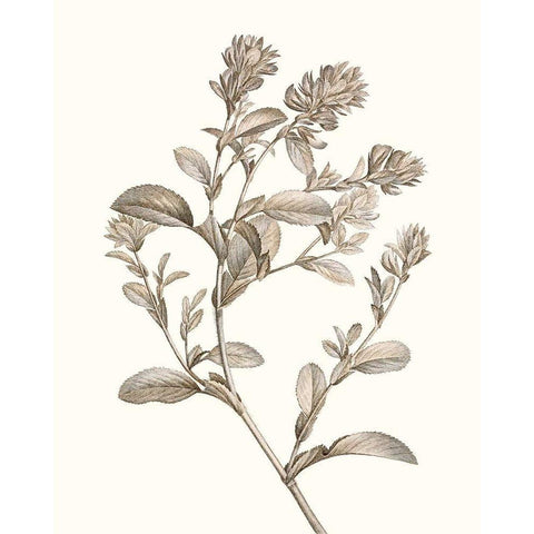 Neutral Botanical Study II Gold Ornate Wood Framed Art Print with Double Matting by Vision Studio