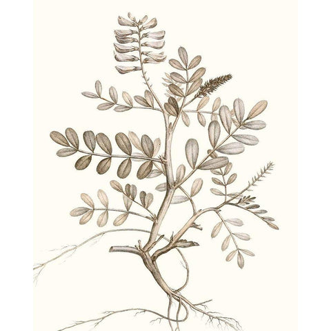 Neutral Botanical Study VI White Modern Wood Framed Art Print by Vision Studio