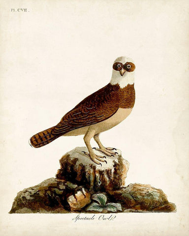 Spectacle Owl White Modern Wood Framed Art Print with Double Matting by Latham, John