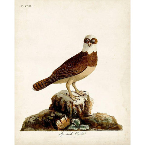 Spectacle Owl White Modern Wood Framed Art Print by Latham, John