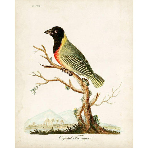 Capital Tanager White Modern Wood Framed Art Print by Latham, John