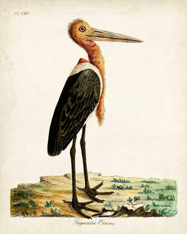 Gigantic Crane White Modern Wood Framed Art Print with Double Matting by Latham, John