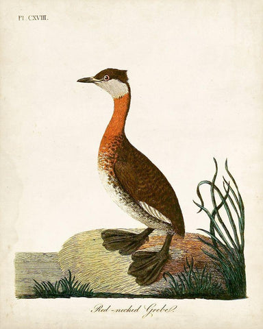 Red-Necked Grebe Black Ornate Wood Framed Art Print with Double Matting by Latham, John