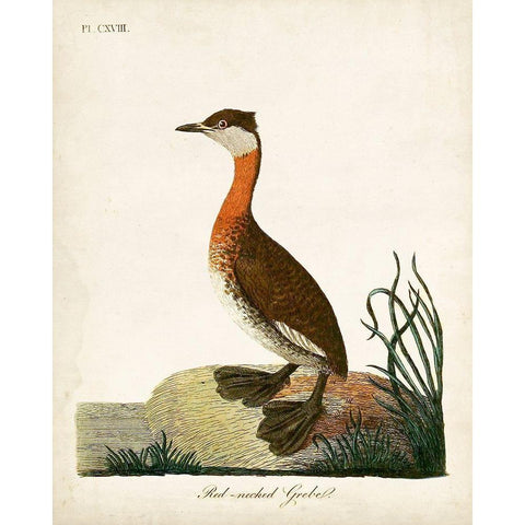 Red-Necked Grebe Black Modern Wood Framed Art Print by Latham, John