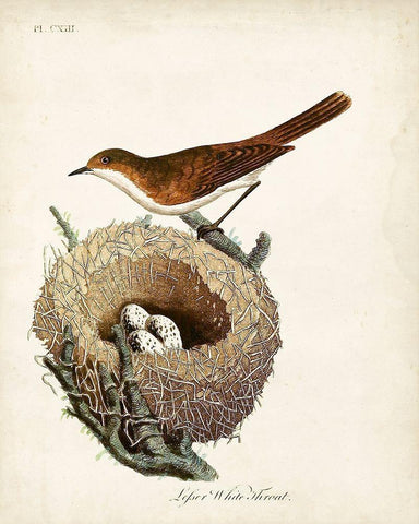 Lesser White-Throat and Nest Black Ornate Wood Framed Art Print with Double Matting by Latham, John