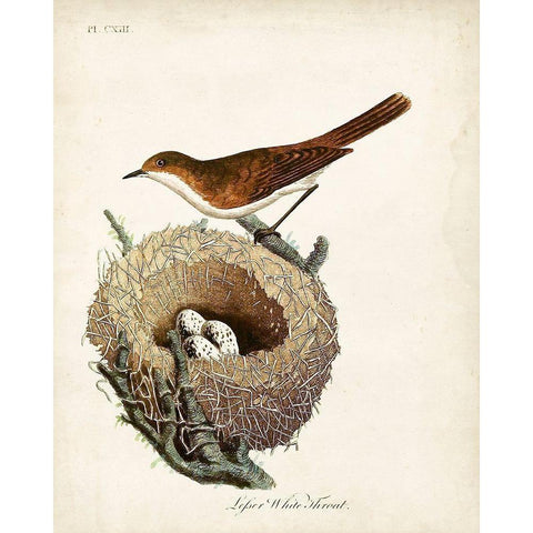 Lesser White-Throat and Nest Black Modern Wood Framed Art Print by Latham, John