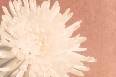 Blush Burst I Black Ornate Wood Framed Art Print with Double Matting by Johnson, Jason