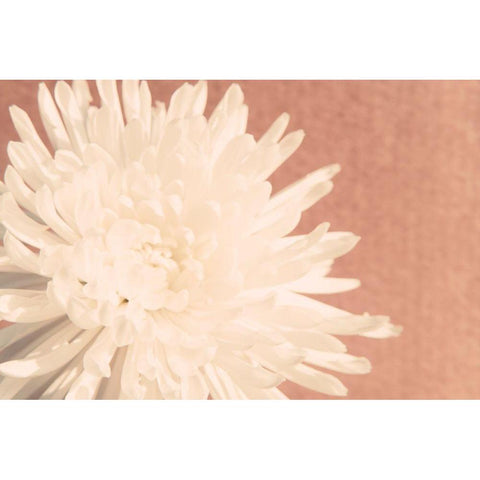 Blush Burst I Black Modern Wood Framed Art Print with Double Matting by Johnson, Jason