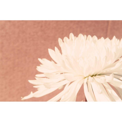 Blush Burst II Black Modern Wood Framed Art Print with Double Matting by Johnson, Jason