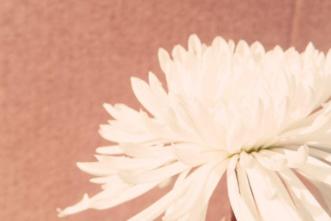 Blush Burst II Black Ornate Wood Framed Art Print with Double Matting by Johnson, Jason