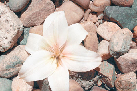 Pebble Beach I Black Ornate Wood Framed Art Print with Double Matting by Johnson, Jason