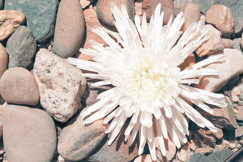 Pebble Beach II Black Ornate Wood Framed Art Print with Double Matting by Johnson, Jason