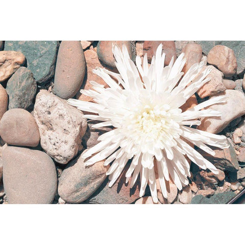 Pebble Beach II White Modern Wood Framed Art Print by Johnson, Jason