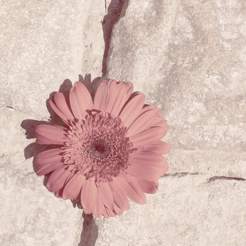 Stone Blossom I White Modern Wood Framed Art Print with Double Matting by Johnson, Jason