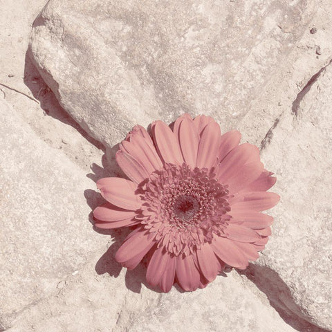 Stone Blossom II Gold Ornate Wood Framed Art Print with Double Matting by Johnson, Jason