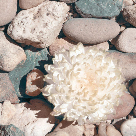 Stone Crop II White Modern Wood Framed Art Print by Johnson, Jason