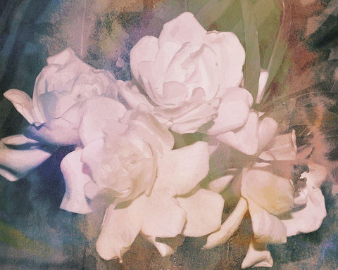 Blush Gardenia Beauty I White Modern Wood Framed Art Print with Double Matting by Chandler, Sharon