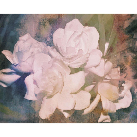 Blush Gardenia Beauty I Black Modern Wood Framed Art Print with Double Matting by Chandler, Sharon