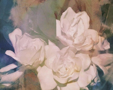 Blush Gardenia Beauty II Black Ornate Wood Framed Art Print with Double Matting by Chandler, Sharon
