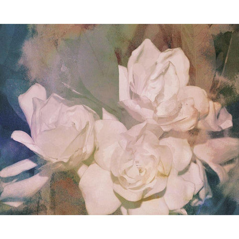 Blush Gardenia Beauty II Black Modern Wood Framed Art Print by Chandler, Sharon