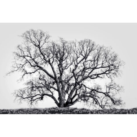 Grand Oak Tree I Black Modern Wood Framed Art Print with Double Matting by Perry, Rachel