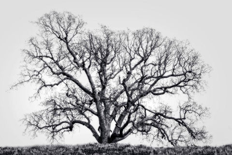 Grand Oak Tree I White Modern Wood Framed Art Print with Double Matting by Perry, Rachel
