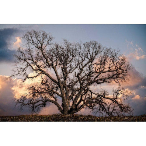 Grand Oak Tree II White Modern Wood Framed Art Print by Perry, Rachel